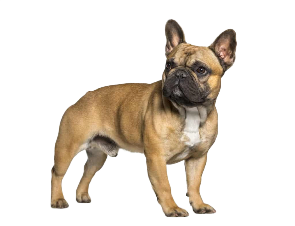 French Bulldog Character: Loyal, Loving & Family-Friendly