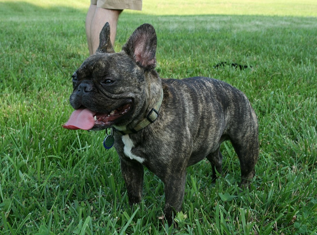 French Bulldog Traits: Understanding Their Quirks and Needs
